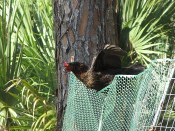 Black Star Chicken landing on tall fence