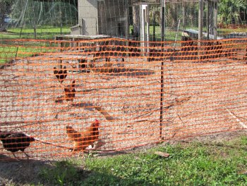 Construction Fence to secure Chicken Fence